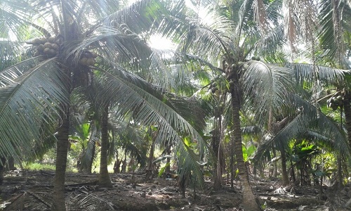 Mô hình trồng dừa đạt hiệu quả năm 2017 